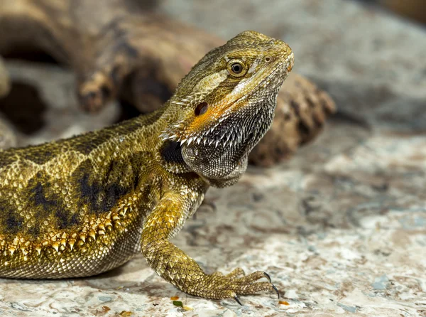 Portrait of an exotic tropical reptiles bearded dragon. Selectiv — Stock Photo, Image