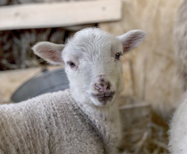 meraklı güzel değil yoksun koyun kuzu ile bir kalem saman ile fo