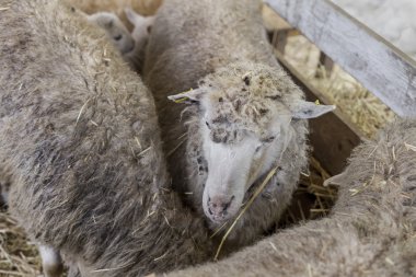 Güzel meraklı değil yoksun koyun kuzu ile bir kalem saman ile fo