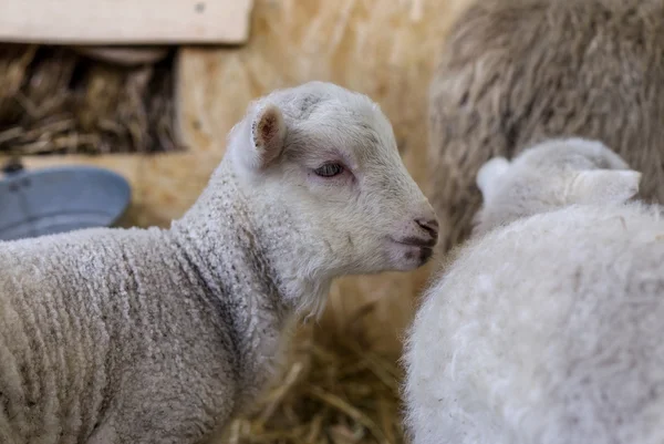 Beautiful curious not shorn sheep with lamb with hay in a pen fo — Stock Photo, Image