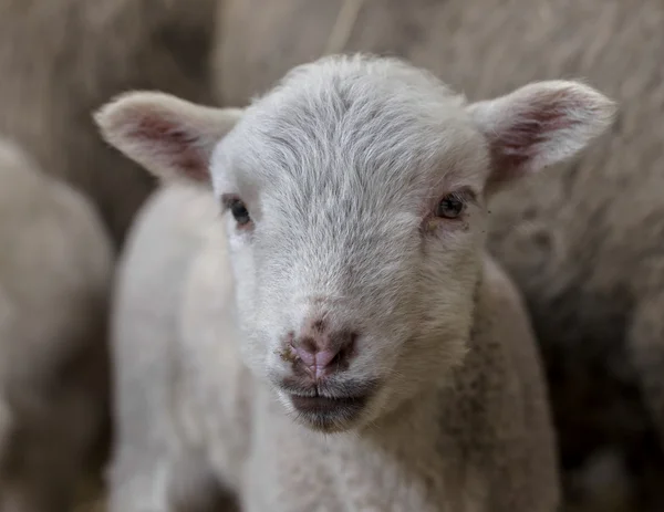 Beautiful Curious Shorn Sheep Lamb Hay Pen Domestic Farm Animals — Stock Photo, Image