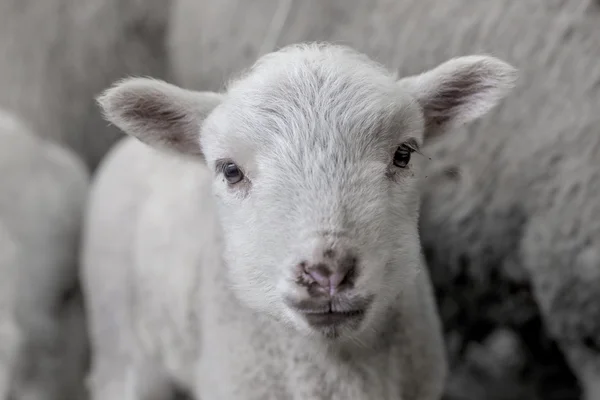 Curious beautiful not shorn sheep with lamb with hay in a pen fo — Stock Photo, Image