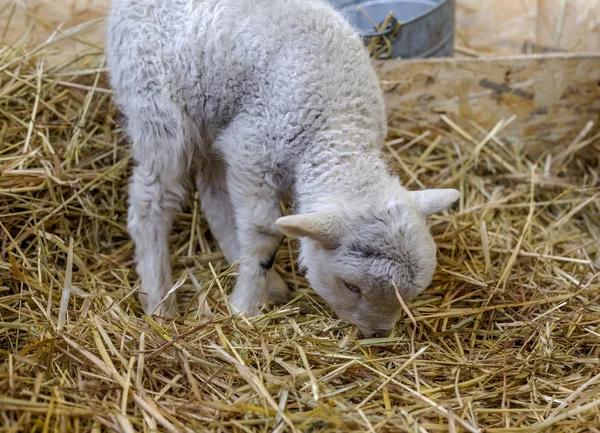 Beautiful curious not shorn sheep with lamb with hay in a pen fo — Stock Photo, Image