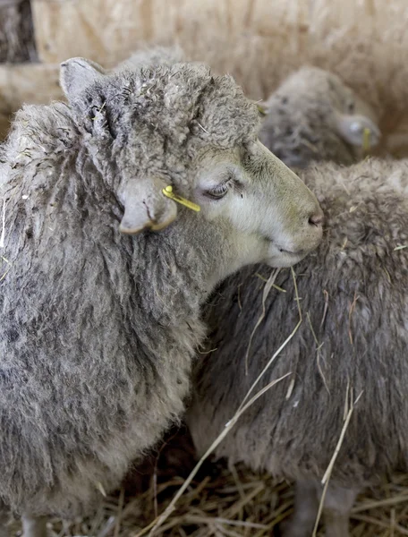 Beautiful curious not shorn sheep with lamb with hay in a pen fo — Stock Photo, Image