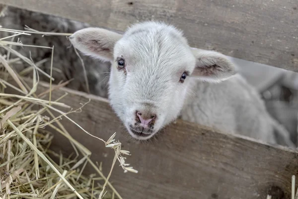 Beautiful curious not shorn sheep with lamb with hay in a pen fo — Stock Photo, Image