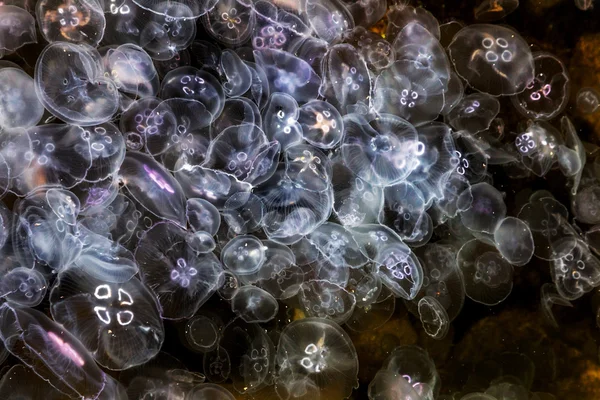Congestionamento Milhões de medusas flutuando na lagoa do mar como um — Fotografia de Stock