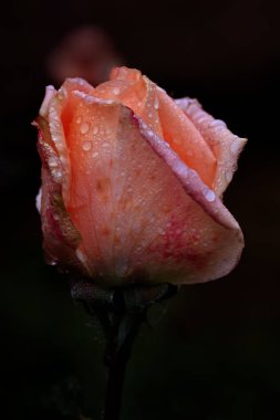 Kırmızı Gül Çiçeği Romantik Çiçek Zarif Güzellik Sembolü Sevgi Taç Yaprakları Çiçek Tasarımı Çiçek Tasarımı Doğası Tutkulu Düğün Kutlaması Dekoratif Sanat İlhamı