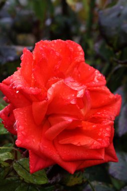 Kırmızı Gül Çiçeği Romantik Çiçek Zarif Güzellik Sembolü Sevgi Taç Yaprakları Çiçek Tasarımı Çiçek Tasarımı Doğası Tutkulu Düğün Kutlaması Dekoratif Sanat İlhamı