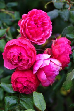 Kırmızı Gül Çiçeği Romantik Çiçek Zarif Güzellik Sembolü Sevgi Taç Yaprakları Çiçek Tasarımı Çiçek Tasarımı Doğası Tutkulu Düğün Kutlaması Dekoratif Sanat İlhamı