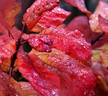 Parlak sonbahar yapraklarına yağmur damlaları, renkli sonbahar yapraklarına büyük su damlacıkları doğal yağmurlu doku oluşturur, kartpostal tasarımı için sonbahar yaprakları, takvim kapağı, telefon duvar kağıdı