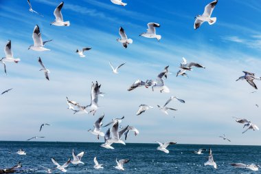 Aç martılar kış sahilde yiyecek bulmak deniz ve mavi gökyüzü bir arka plan üzerinde çember. Deniz kuşları uçuş yiyecek bulmak.