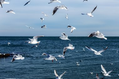 Aç martılar kış sahilde yiyecek bulmak deniz ve mavi gökyüzü bir arka plan üzerinde çember. Deniz kuşları uçuş yiyecek bulmak.