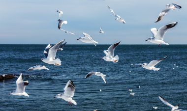 Hungry gulls circling over the winter beach in search of food on a background of sea and blue sky. Sea birds in flight in search of food. clipart