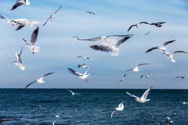 Aç martılar kış sahilde yiyecek bulmak deniz ve mavi gökyüzü bir arka plan üzerinde çember. Deniz kuşları uçuş yiyecek bulmak.