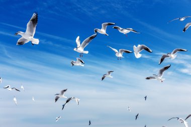 Hungry gulls circling over the winter beach in search of food on clipart