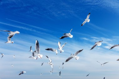 Üzerinde yiyecek bulmak kış plaj üzerinde çember aç martılar