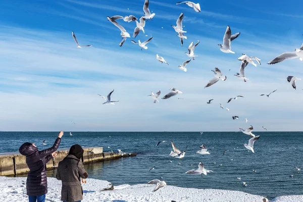 Odessa, Ukraine - January 19, 2016: Young girl feeds the hungry seagulls on the beach of the Black Sea winter. Hungry gulls circling over the people waiting for food.
