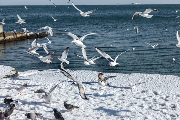 Hungry gulls circling over the winter beach in search of food on — Stock Photo, Image