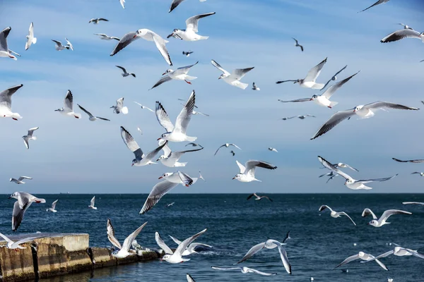 Hungry gulls circling over the winter beach in search of food on — Stock Photo, Image