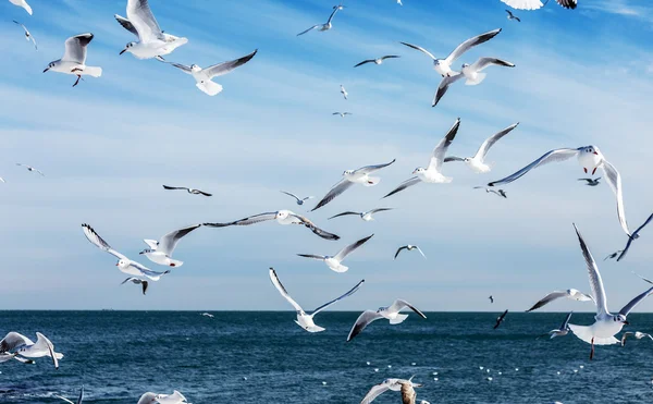 Hungry Gulls Circling Winter Beach Search Food Background Sea Blue — Stock Photo, Image