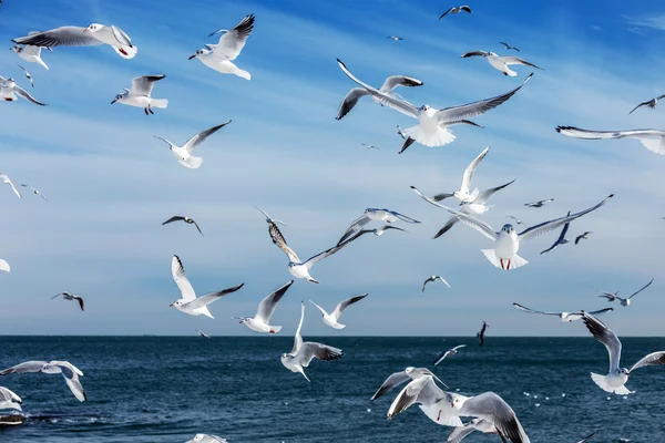 Hungry Gulls Circling Winter Beach Search Food Background Sea Blue — Stock Photo, Image