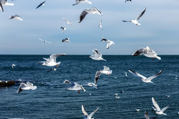 นกนางนวลห วโหยล อมรอบชายหาดฤด หนาวเพ นหาอาหารบนพ นหล งของทะเลและท องฟ นกทะเลในการบ นในการค — ภาพถ่ายสต็อก