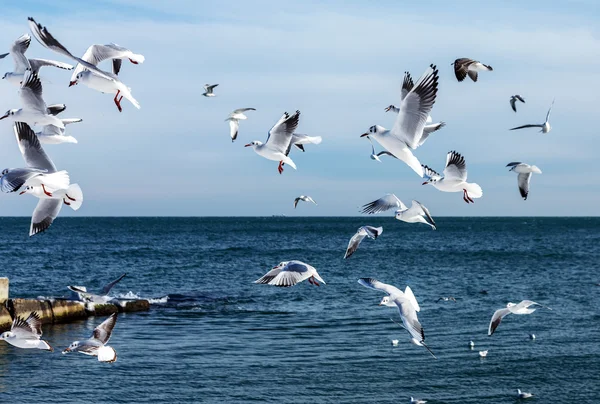 在冬季海滩寻找食物 背景为大海和蓝天上空盘旋的海鸥饿了 飞行觅食海鸟 — 图库照片
