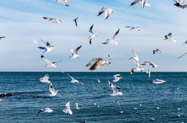 Голодные Чайки Кружат Над Зимним Пляжем Поисках Пищи Фоне Моря — стоковое фото
