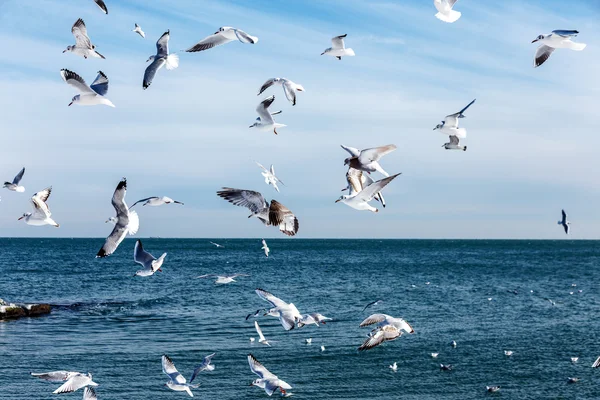 Hungry Gulls Circling Winter Beach Search Food Background Sea Blue — Stock Photo, Image