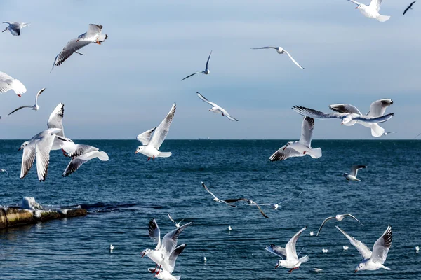 Hungry gulls circling over the winter beach in search of food on a background of sea and blue sky. Sea birds in flight in search of food.