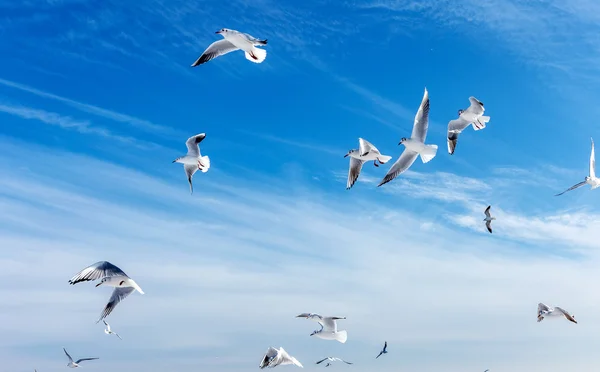 Hungry gulls circling over the winter beach in search of food on — Stock Photo, Image