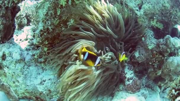 Ζευγάρι από clownfish σε μια ανεμώνης — Αρχείο Βίντεο