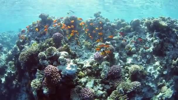 Shoal van anthias fish op een koraal rif — Stockvideo