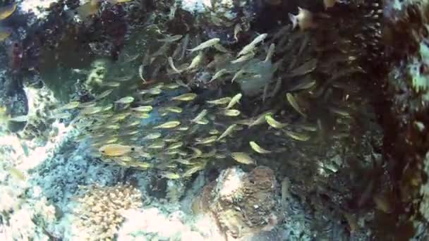 A sweeper glassfish a trópusi korallzátonyok Shoal — Stock videók