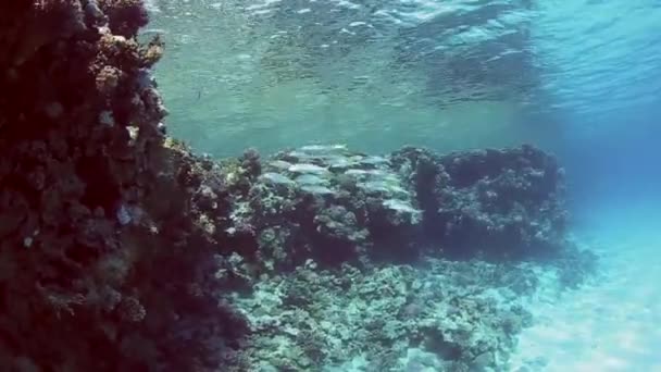 Bacalao de cabra en un arrecife de coral tropical — Vídeo de stock