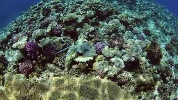 Par de rayas en un arrecife de coral tropical — Vídeos de Stock