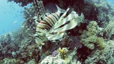 Tropikal bir mercan kayalığı lionfish avcılık