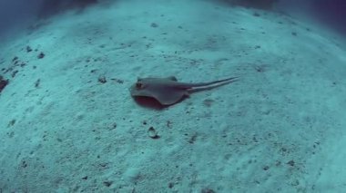 Kumlu deniz yatağı üzerinde mavi benekli stingray
