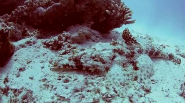 Timsah balık kumlu deniz yatağı üzerinde 