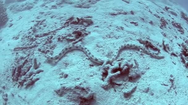 Anguilla serpente maculata che nuota su fondali sabbiosi — Video Stock