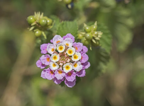 Closeup of  lantana camara flower floret — Stock Photo, Image