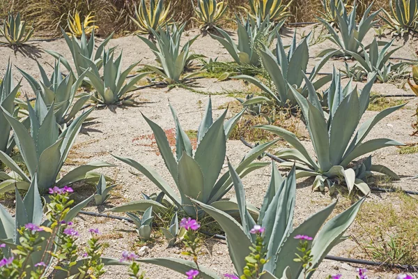 Grupo de cactus en un jardín desértico — Foto de Stock