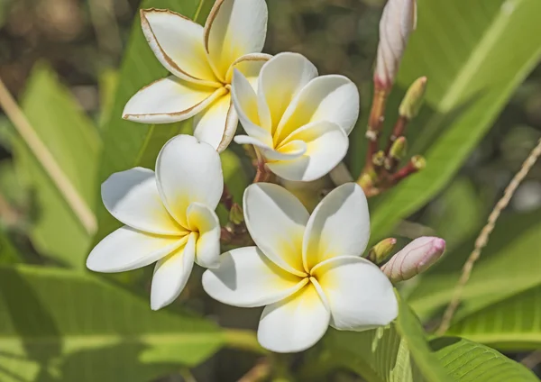 Fechar de flores brancas de frangipani — Fotografia de Stock