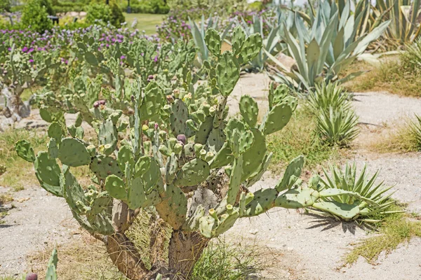 Prickly pear cactus plant in a desert garden — Stock Photo, Image