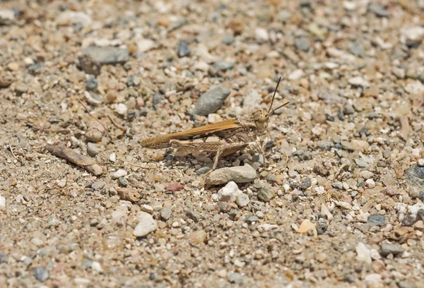 Minst öken gräshoppa på stenig sand — Stockfoto