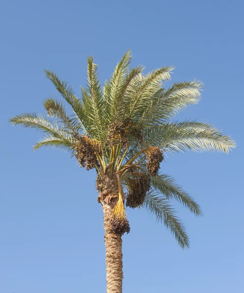 Toppen av en dadelpalm trädet mot blå himmel — Stockfoto