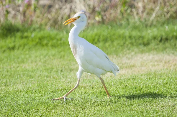 田舎の庭で歩いてアマサギ — ストック写真