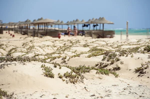 Playa tropical de arena en un complejo hotelero con dunas de arena —  Fotos de Stock