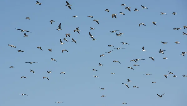 Flock Vitögd måsar svävar i skyn — Stockfoto