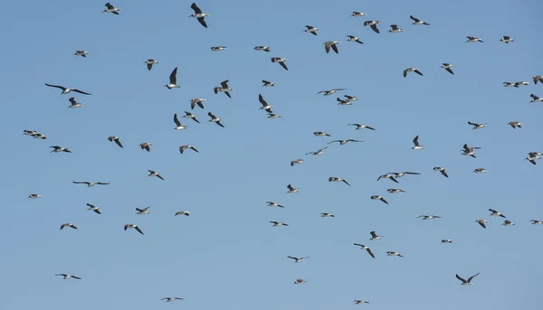 Schwarm von Möwen mit weißen Augen schwebt am Himmel — Stockfoto